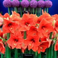 Ireland’s largest gardening festival, Bloom kicks off today i