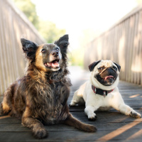 Dogs are been rehomed abroad