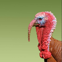  3rd bird flu outbreak confirmed in Monaghan