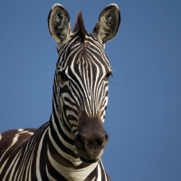 Animal welfare concerns over a zebra was spotted in a pub in Clare