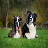 Why you shouldn’t be treating your pet as a human