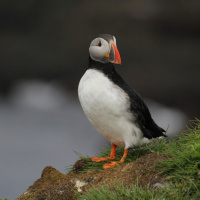  over 60% of Irish birds are in decline