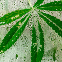 Is now the time to legalise cannabis?