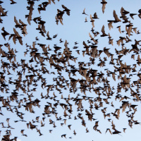 How one housing project has been held up by bats