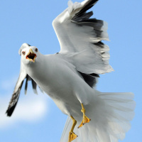 Beware of aggressive seagulls in April and May