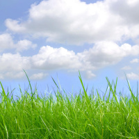 Let your green grass grow!