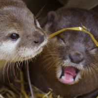 Should animals have legal rights?