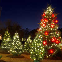 Risks to Christmas Trees this festive season