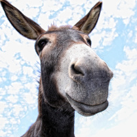 Live crib cancelled for Christmas 