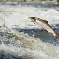 Concerns around the Wild Salmon numbers in Irish waters