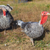 Agriculture Minister on the positive cases of avian flu