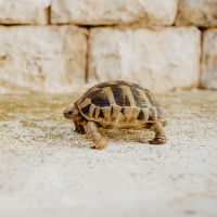 Have you had enough of slow walkers?