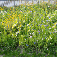 Are trendy ‘rewilded’ gardens ‘diminishing’ wildlife?