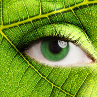 5. Nika-quide. Женева и ее деревья. Trees of Geneva.