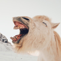 Could laughter be the root of good culture?