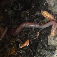 The wonderful world of worms