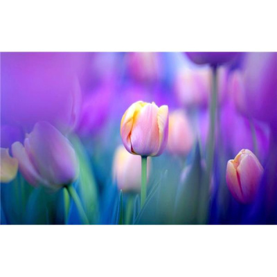 Life Visions - Glenda Coker