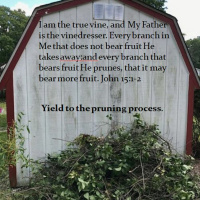 HHMI ~ There is a Second Pruning