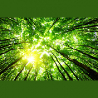 El Medio Ambiente - Zapp Ingles Vocabulario y Pronunciacion 3.31