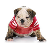 Los Cachorros de la Perrera - WRs de la SEC