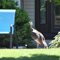 Susie Jones is sick and tired those mean and OVERRATED wild turkeys in her yard!