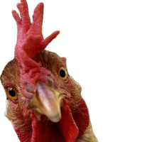 How do you sell a chicken to a deaf person? Make Adam Carter Laugh!!!