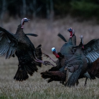 Overrated, Underrated or Properly Rated amp Tom Friedman