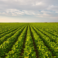 Minnesotas harvest is strong this year, but what impact are farmers feeling from tariffs and the shutdown?