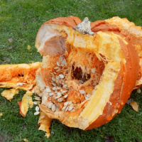 What did Adam Carter say that deserves its place among the most ridiculous statements in WCCO history?