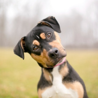 Chad says dogs belong inside the home, not outside