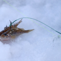 Ice Fishing Guide Rory Nelson on the latest ice conditions and advice for anglers