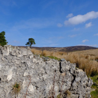 Flies by Antonio Machado translated by Robert Hull