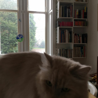 Dimmed-Up by Muriel Spark read by Lucy McEachan