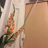 Hummingbird Light By Diane Wakoski read by Caitlin Merrett King