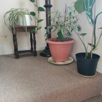 Drama by Zheng Xiaoqiong read by Roy Claire Potter