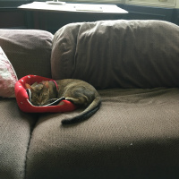 Hi, my name is Shawn read by Joy Wilkes