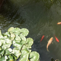 Pond by Harry Gilonis read by Astra Papachristodoulou