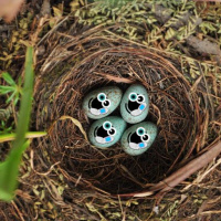 Episode 282: Toasty Eggs and T-cells