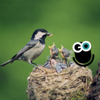 Episode 192: Meaty microbiomes and cuckoo calls