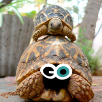 Episode 172: Meta-Meta-Tortoises