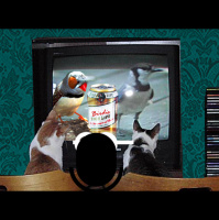 Episode 62: Drunk finches are the radio stars!