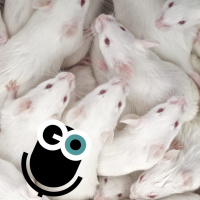 Episode 267: Plastics and Zombie Pigs, IN MICE!