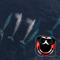 Episode 307: Suspended animation fish, whale migration, and a pioneering mathematician