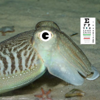 Episode 302: Asgard Archaea, Cuttlefish Vision, and Clinical Trial (Non)-Reporting