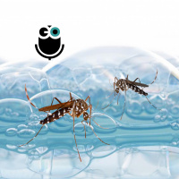 Episode 241: Mosquitos, membranes, and memory