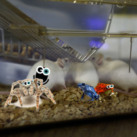 Episode 281: Frogs, Spiders, and Mice, OH MY!