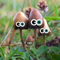 Episode 290: Fungi and Fungi