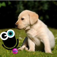 Episode 80: Puppy Dog Eyes and Mammoth Waves of Change