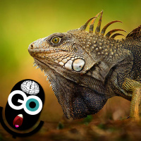 Episode 135: Correlation, Causality, and Why Penguins Aren’t Safe in the Apocalypse