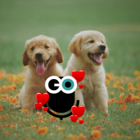 Episode 316: Distracting Animals and Space News